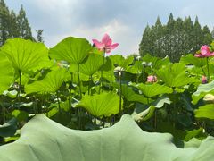 -黄兴公园