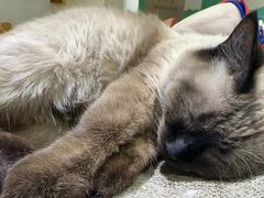 -藏猫猫咖啡主题馆(中央大道店)