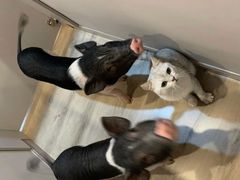 -虎哥家的萌宠屋·猫咖狗咖宠物咖
