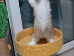 -瑞鹏宠物医院·骨科·猫科·内科(第一中心)