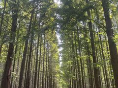 -日照海滨国家森林公园
