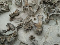 -自贡恐龙博物馆