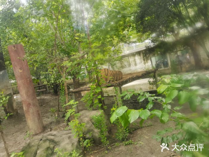 成都动物园图片