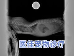 -萌兽医馆·宠物医院·猫骨科(创景店)