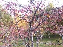 -武清南湖绿博园