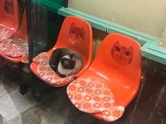 -猫咪博物馆(顶澳仔猫街店)