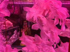 -中环花鸟鱼虫市场