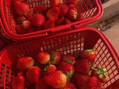 草莓-朝阳菜场(白塔西路店)