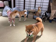-逗柴咖啡屋·狗咖猫咖宠物桌游