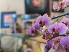 -Mesa Madre梅萨妈妈·Bintana(国贸店)