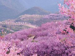 -鼓岭旅游度假区