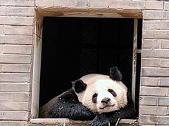 -都江堰中华大熊猫苑