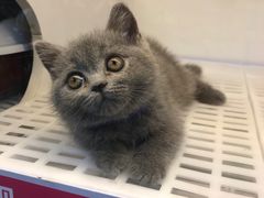 -lincat·猫舍(广州店)