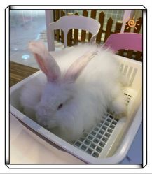 -Moni星球萌宠·小马宝莉·灵蛇·高端高阶全萌宠互动体验俱乐部(红豆国际广场店)