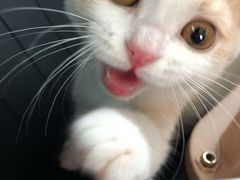 -东方名猫馆·英短金渐层布偶猫舍(环线广场1号楼店)