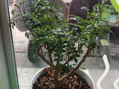 -老乡鸡(霍邱县东湖路店)