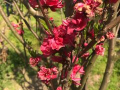 -南汇桃花村