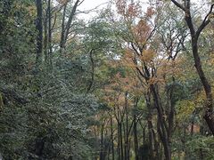 -岳麓山风景名胜区