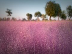 -汉长安城未央宫国家考古遗址公园