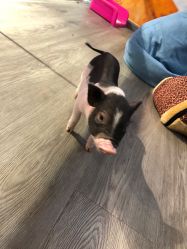 -Moni星球萌宠·小马宝莉·灵蛇·高端高阶全萌宠互动体验俱乐部(红豆国际广场店)