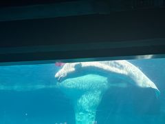 -海合安武汉极地海洋公园