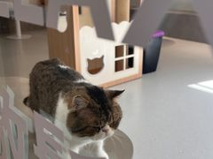 -Cappucimeow猫咪咖啡馆(韦伯时代店)