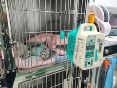 -利又安动物医院··老年病·猫科犬科·中兽医