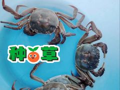 -阳澄湖大闸蟹·琼灵阁牌品牌连锁(吴中总店)