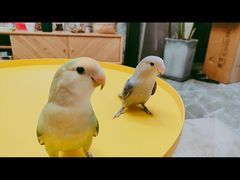 -明明手养鹦鹉(堤角花鸟宠物大世界店)