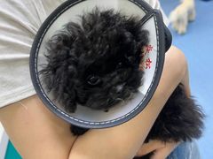 -博特宠物医院24h犬猫全科.骨科·异宠