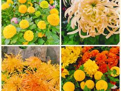 -菊花台公园