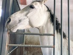 -北京群众马术培训基地