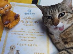 -博特宠物医院24h犬猫全科.骨科·异宠