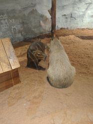 -Zoolung Zoolung动物主题公园(海信广场店)