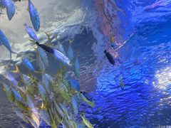 -太平洋海底世界