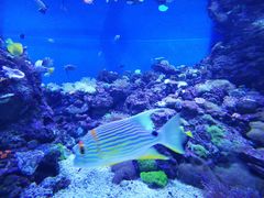 -成都浩海立方海洋公园