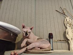 -平行世界·猫咖(首经贸店)
