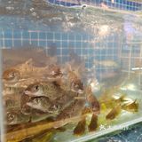 融合浙赣两省的衢州菜，江浙菜独树一帜的衢州菜