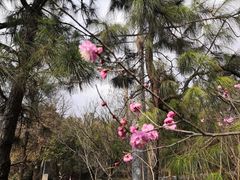 -南京市无想山景区