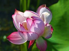 -昆山城市生态森林公园