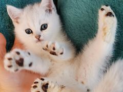 -十年猫舍·猫咪专门店(普陀店)