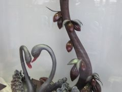 -BLACKSWAN黑天鹅(环球店)