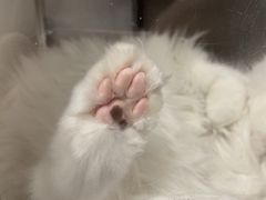 -爱佳宠物中心医院24H·CT·骨外科·猫专科(瑶海万达店)