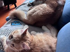 -天宠宠物医院24小时·急重症诊疗中心·全科·腔镜特色(和平分院)