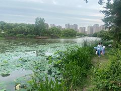 -新江湾城公园