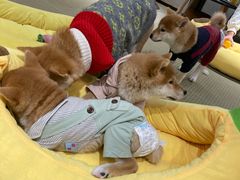 -逗柴咖啡屋·狗咖猫咖宠物桌游