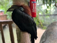 -新加坡飞禽公园