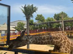 -西霞口神雕山野生动物世界