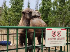 -秦皇岛野生动物园