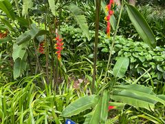 -中国科学院西双版纳热带植物园